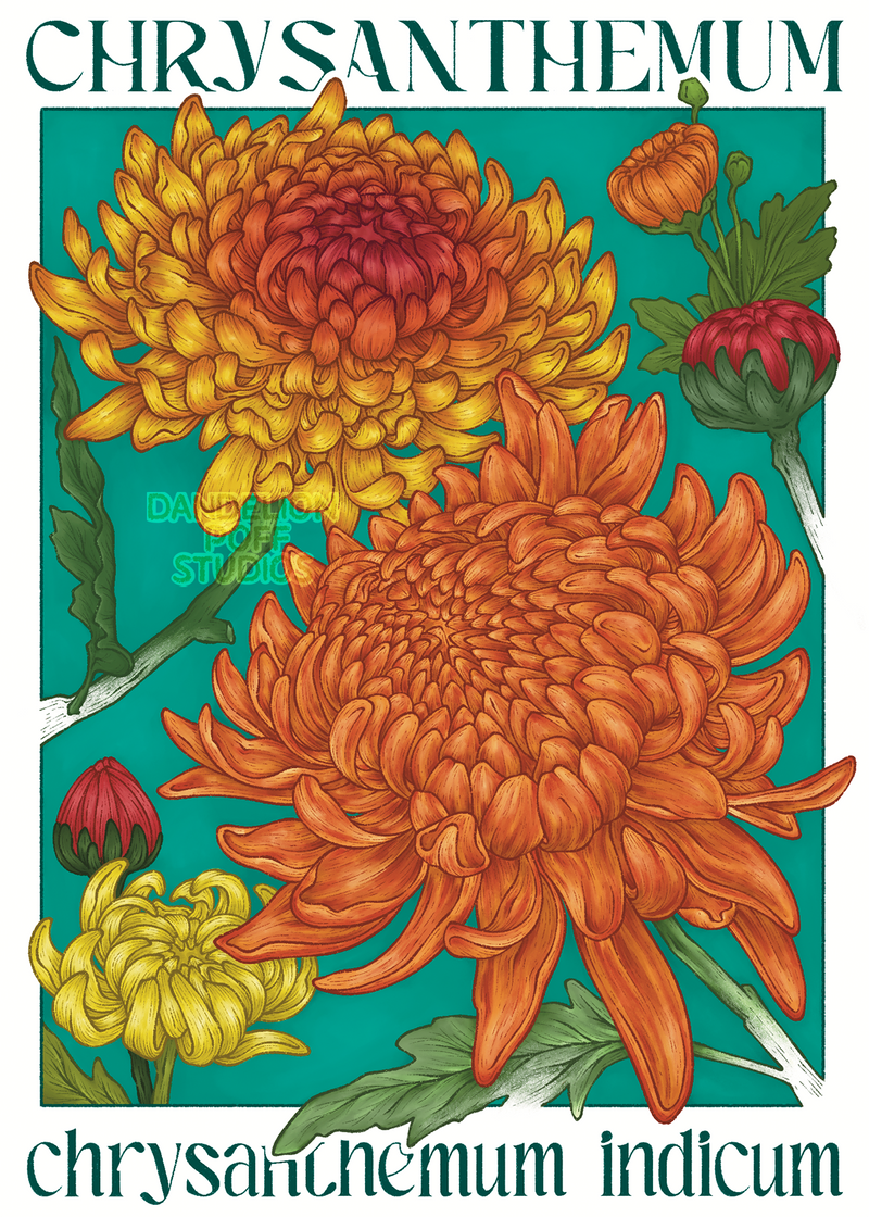 Chrysanthemum illustration