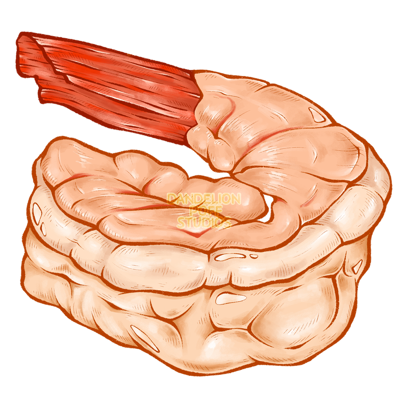 Laying shrimp illustration