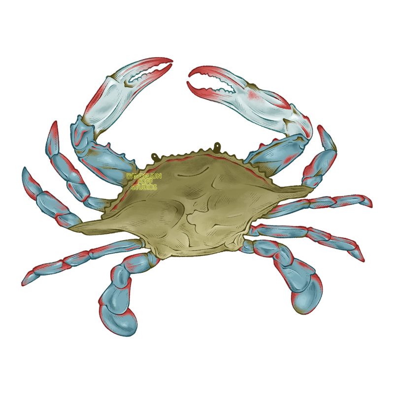 Maryland blue crab illustration