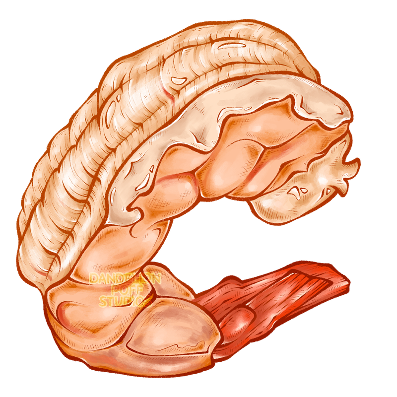 Outside shrimp illustration