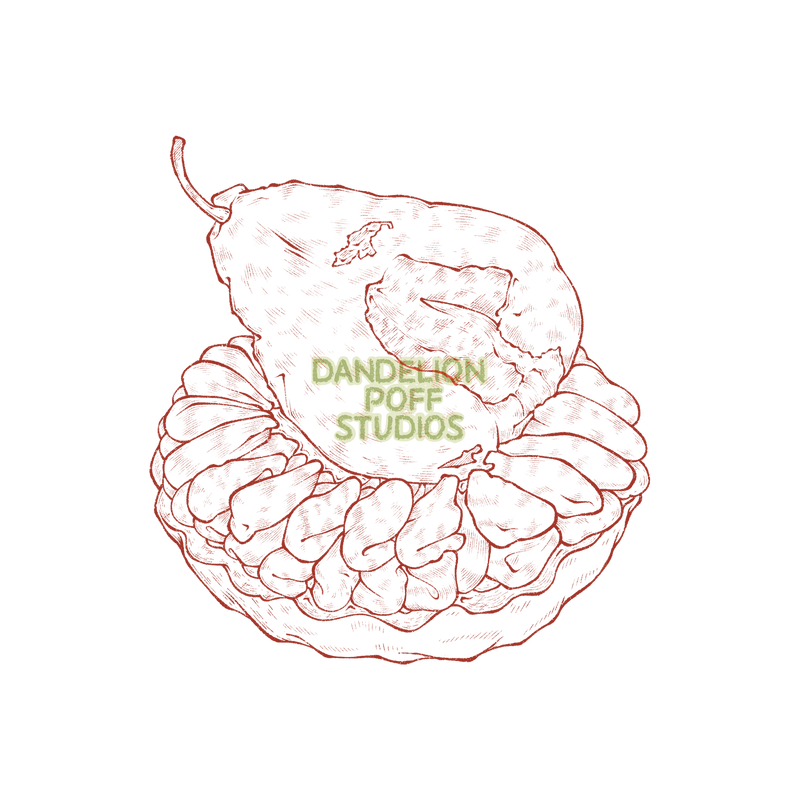 Tarte bourdaloue illustration