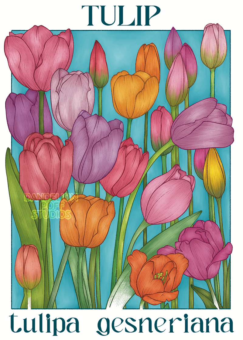 Tulip illustration